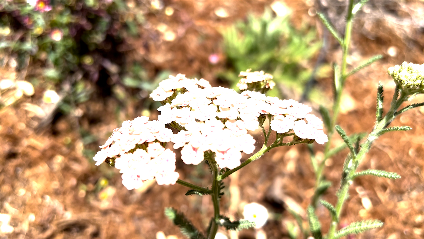 HDR Video